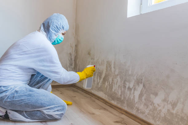 Licensed Black Mold Removal service in Midland, WA - WQB Mold Removal