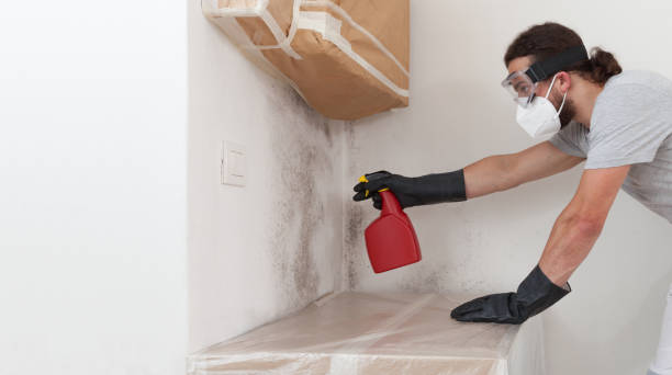 Professional Black Mold Removal technician working in Midland, WA