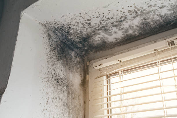 Affordable Black Mold Removal solutions in Midland, WA