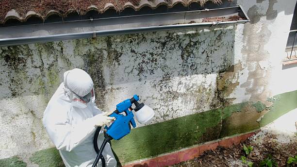 Top rated local Black Mold Removal specialists in Midland, WA